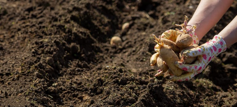 planting potatoes in spring, farm potatoes in hands. Selective focus. Nature