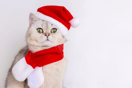 Adorable white cat, sitting in a red Santa hat ,isolated on a white background. Close up. Copy space