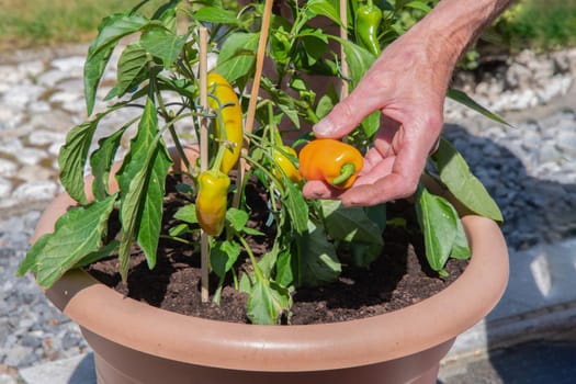man picked ripe orange pepper in a pot on the terrace, organic food at home, seasonal harvest, mini vegetable plantation on the terrace, high quality photo