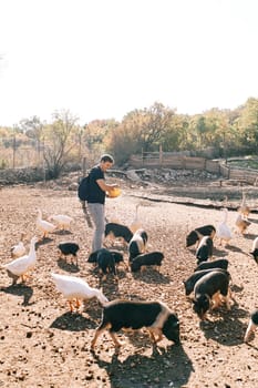 Young man with a bowl in his hands stands in the park and feeds fluffy little pigs and white geese. High quality photo