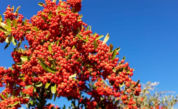 Pyracantha Orange Red Berries And Needle Like Thorns, Firethorn. Rosaceae Family. Evergreen Shrub In Landscaping, Blue Sky On Background. Plant, Gardening Or Landscape Design. Horizontal Plane.