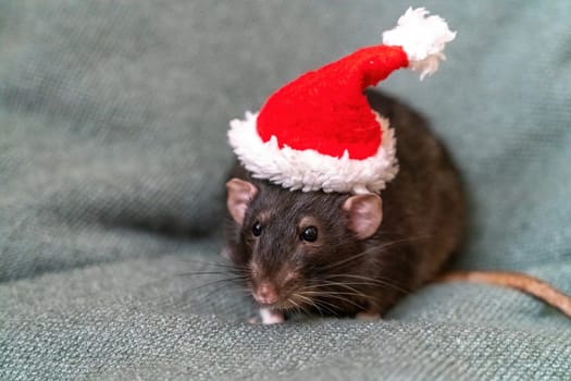 Rat Santa hat. Symbol of the Chinese New Year. Funny black rat Dumbo in a red santa checker on a green background