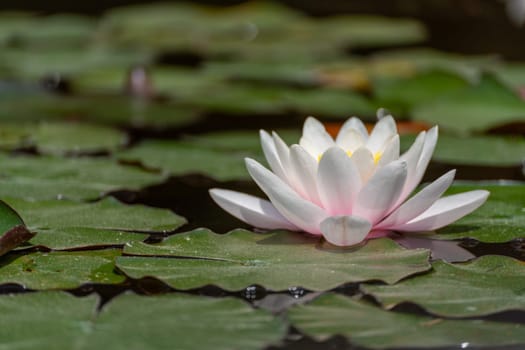 Pink lotus water lily flower in pond, waterlily with green leaves blooming.