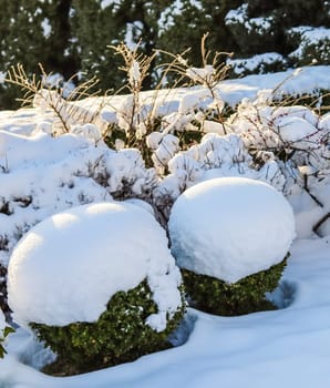 Winter garden with decorative shrubs and shaped yew and boxwood, Buxus, covered with a thick layer of white fluffy snow. Gardening concept.