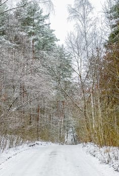 Lovely winter forest. Trees and bushes covered in snow. Ski track on a snow-white road