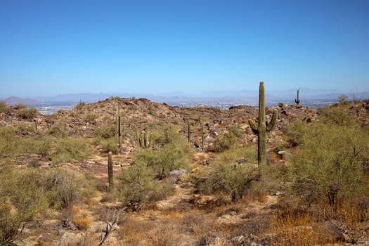Wildlife, Giant Saguaro Cactus in Phoenix, Arizona. Happy Birthday or National Arizona Day on June 21st Greeting Post Card, Mockup. Biosphere Reserve. Horizontal Plane High quality photo