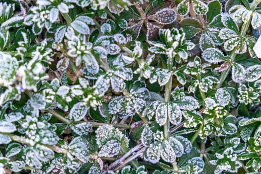 Beautiful frozen microcosmos. Freezing weather frost action in nature. First frost at frozen field plants close-up autumn shot