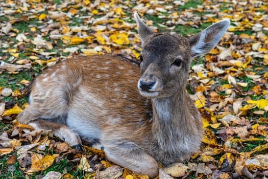 spotted deer doe lies on autumn fallen leaves.