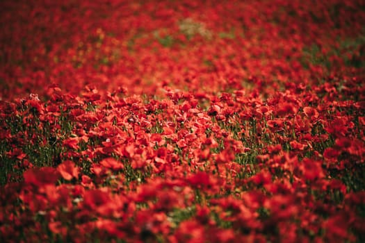 Field blossoming poppies. Poppy field