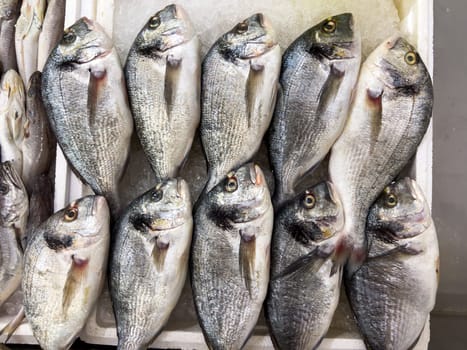 Top view of raw sea bream fish on ice on display at seafood fish market