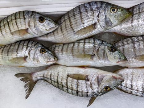 Steenbras fish displayed in a crate filled with ice at the fish market