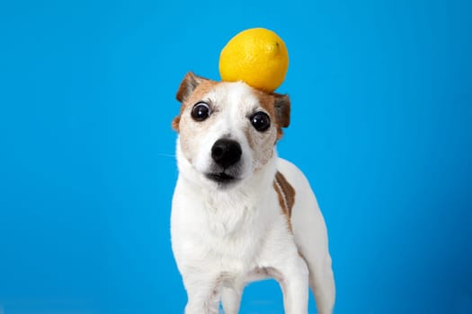 Crazy looking white dog looking intently small Jack Russell terrier dog stands confused and frustrated with bright yellow lemon on head isolate on a blue background
