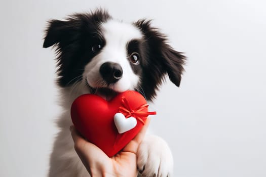 Cute portrait dog sitting and looking at camera with red heart in its mouth, isolated on a white background, concept for holidays and congratulations