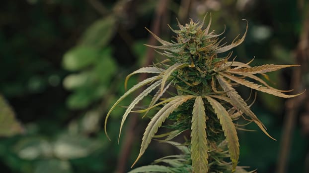 Indica rasterized herbal cannabis in glowing. Sativa marijuana bush leaves macro detailed shot. Smoking hemp activities, legalization concept. High quality