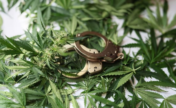 Handcuffs on green leaves and cannabis buds closeup. Criminal liability for distribution and possession of drugs concept