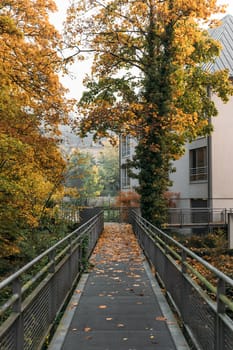 Pedestrian bridge leads to building through park flanked by yellowed trees. Pathway adorned by trees standing on each side creating leafy corridor