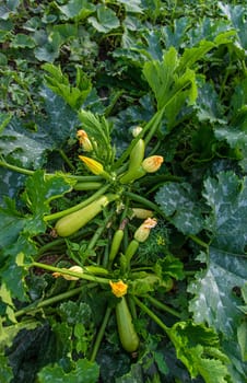 Zucchini harvest in the garden. Selective focus. Food.