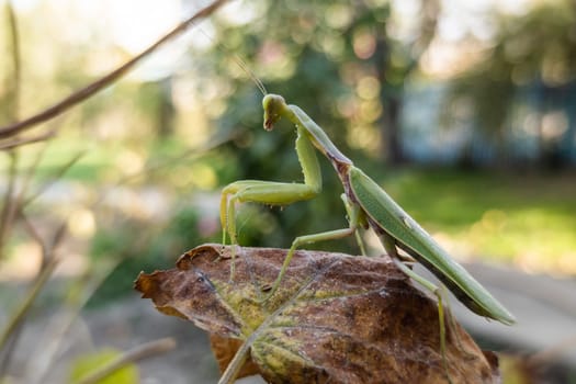 green praying mantis on a yellowed leaf close-up at sunny autumnal day, captured with 2020-s mobile phone