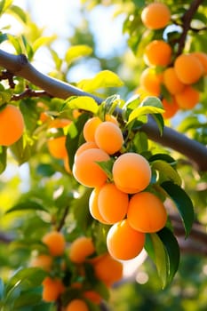 Branch with ripe apricots in the garden. Generative AI, Food.