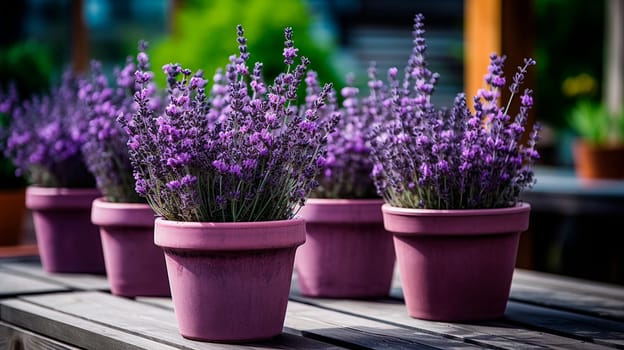 Lavender flowers in flowerpots in the yard. Generative AI, Nature.