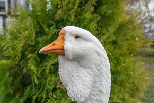 head of a white goose close-up.