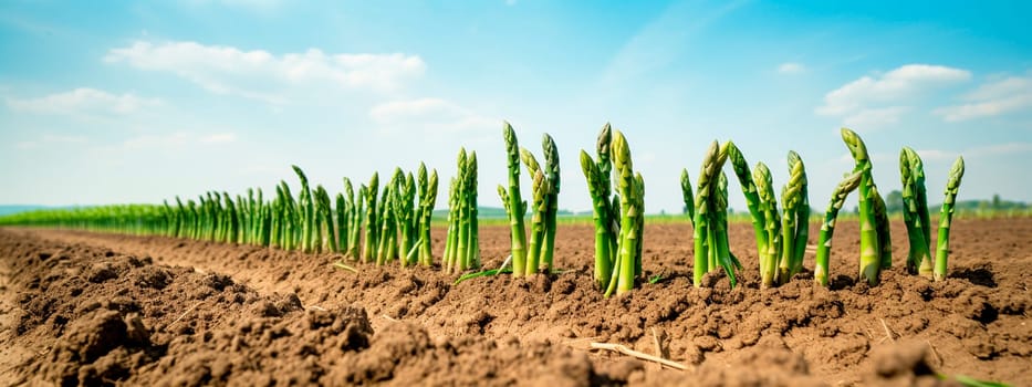 Asparagus growing in the field. Generative AI, Nature.