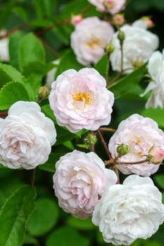 Pink rosehip flowers among green leaves close up