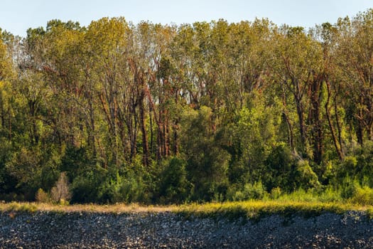 Fall colors on the red climbing plants or creepers on tree trunks in Kentucky alongside Mississippi river