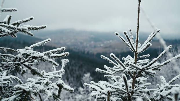 White snowy wonderland in nordic forest. Arctic frosty wether, winter woodland. Snowfall, covered with snow trees landscape. Alpine travel. High quality