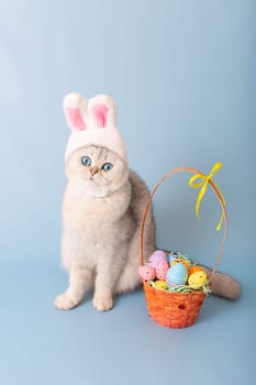 Cute white cat in hat with bunny ears and Easter basket with colorful eggs, sits on blue background. Vertical. Copy space