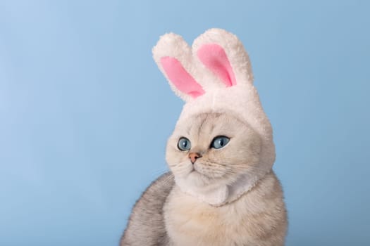 Close up of cute white cat in hat with bunny ears on blue background. Looking away. Copy space