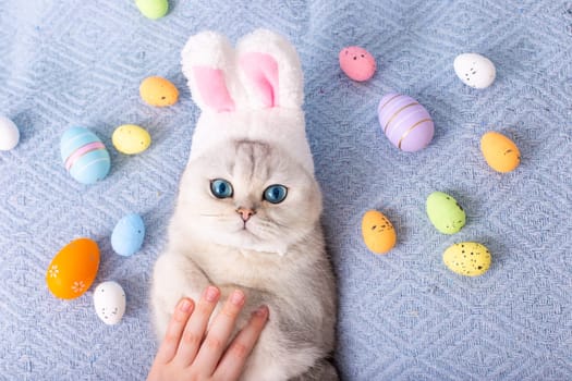 A childs hand on a cute white cat in a hat with bunny ears lies on a bed with colorful eggs on a blue background. Top view. Copy space