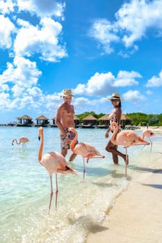 Aruba Beach with pink flamingos at the beach, a couple of men and women on the beach with pink flamingos at Aruba Island Caribbean during summer vacation at the Caribbean Island