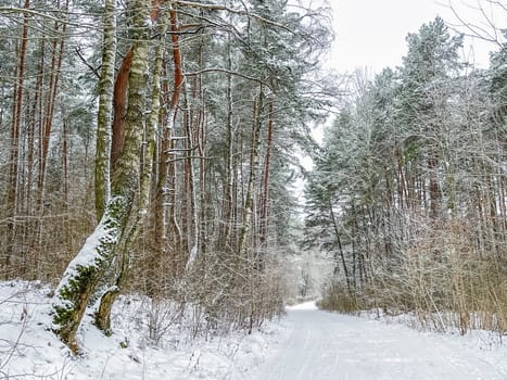 Lovely winter forest. Trees and bushes covered in snow. Ski track on a snow-white road