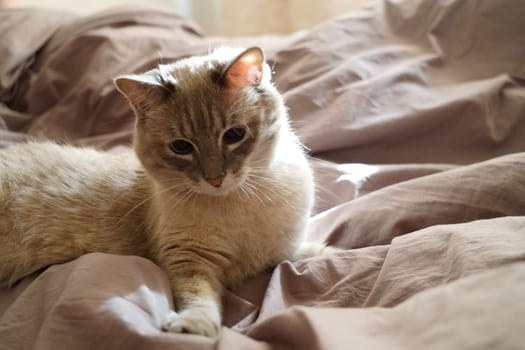 Front view of a cute beautiful Siamese breed cat on a classic brown blanket. High quality photo