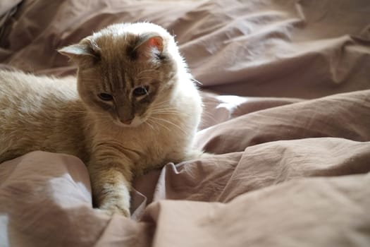 Front view of a cute beautiful Siamese breed cat on a classic brown blanket. High quality photo