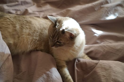 Front view of a cute beautiful Siamese breed cat on a classic brown blanket. High quality photo