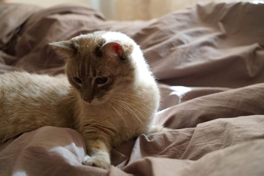 Front view of a cute beautiful Siamese breed cat on a classic brown blanket. High quality photo