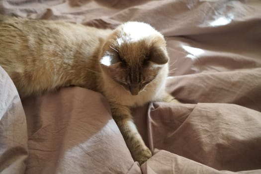 Front view of a cute beautiful Siamese breed cat on a classic brown blanket. High quality photo