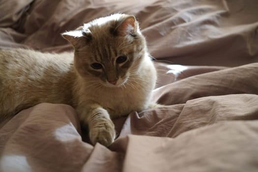 Front view of a cute beautiful Siamese breed cat on a classic brown blanket. High quality photo