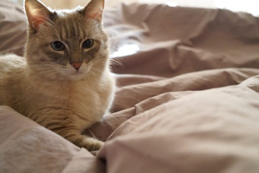 Front view of a cute beautiful Siamese breed cat on a classic brown blanket. High quality photo