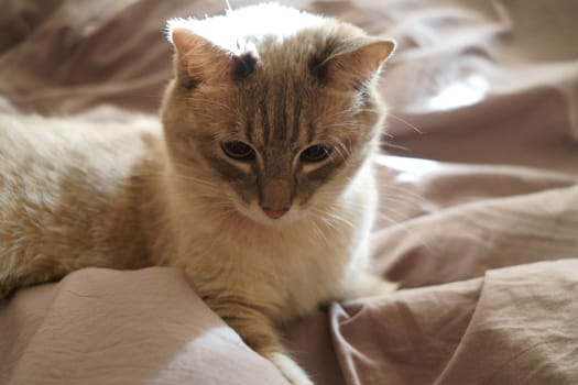 Front view of a cute beautiful Siamese breed cat on a classic brown blanket. High quality photo