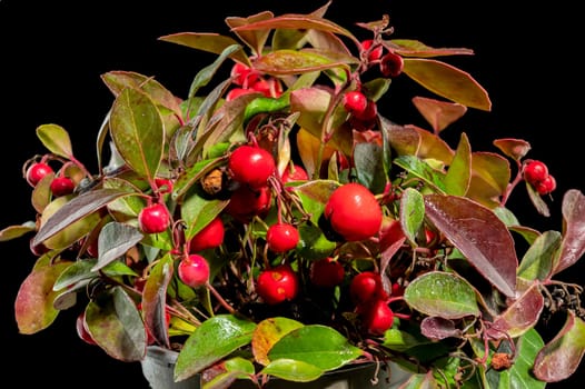 Red Gaultheria procumbens or eastern teaberry on a black background close-up.