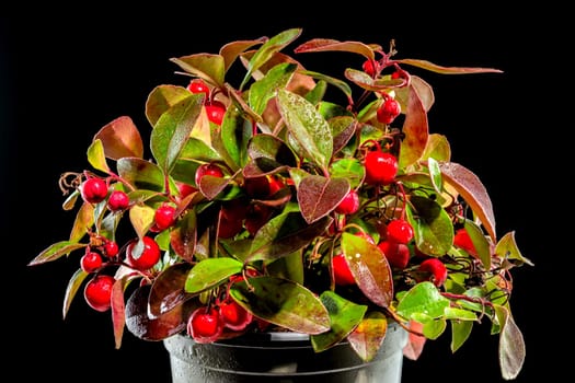 Red Gaultheria procumbens or eastern teaberry on a black background close-up.