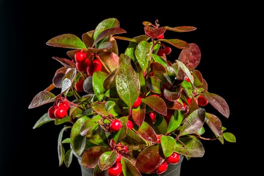 Red Gaultheria procumbens or eastern teaberry on a black background close-up.