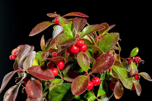 Red Gaultheria procumbens or eastern teaberry on a black background close-up.