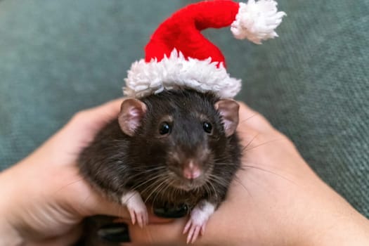 Rat Santa hat. Symbol of the Chinese New Year. Funny black rat Dumbo in a red santa checker on a green background