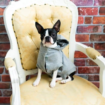 Boston Terrier dog sitting on an ancient arm chair in a studio.