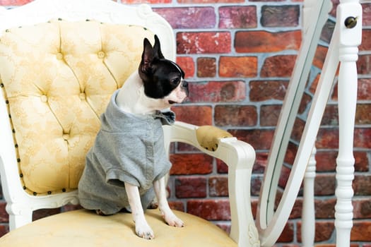 Boston Terrier dog sitting on an ancient arm chair in a studio.