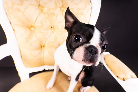 Boston Terrier dog sitting on an ancient arm chair in a studio.